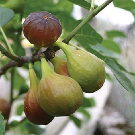 burpee fruit trees